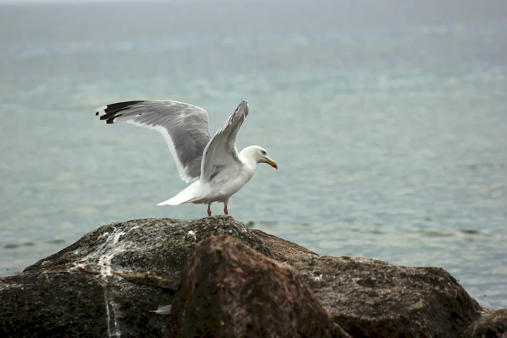 Baltic Sea