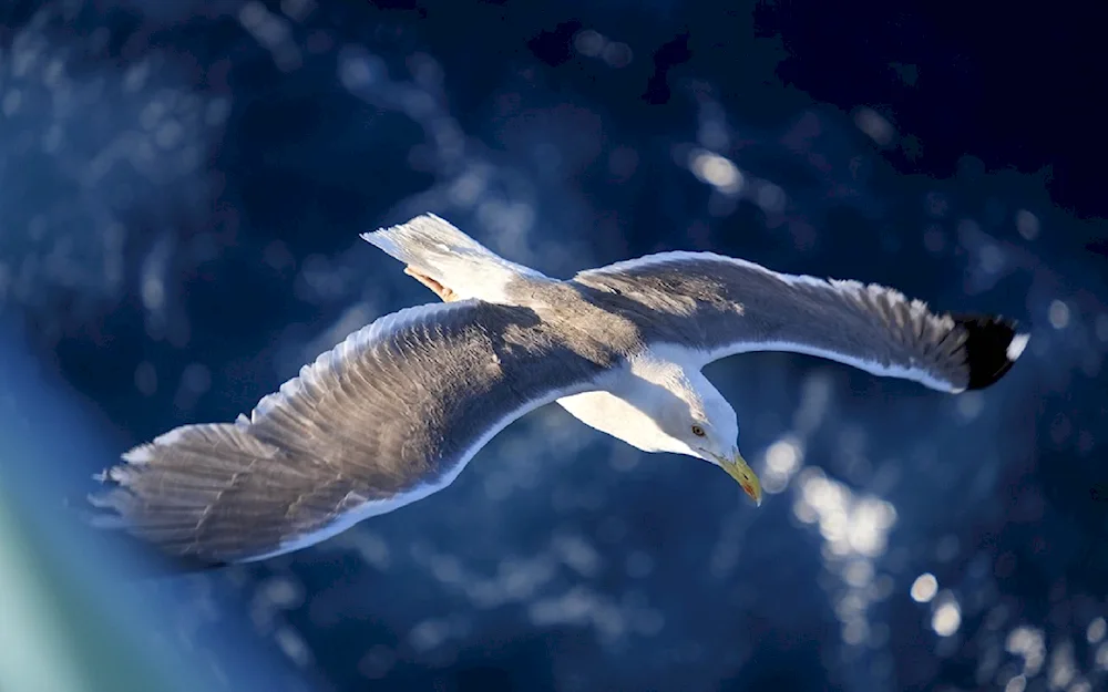 Birds in flight