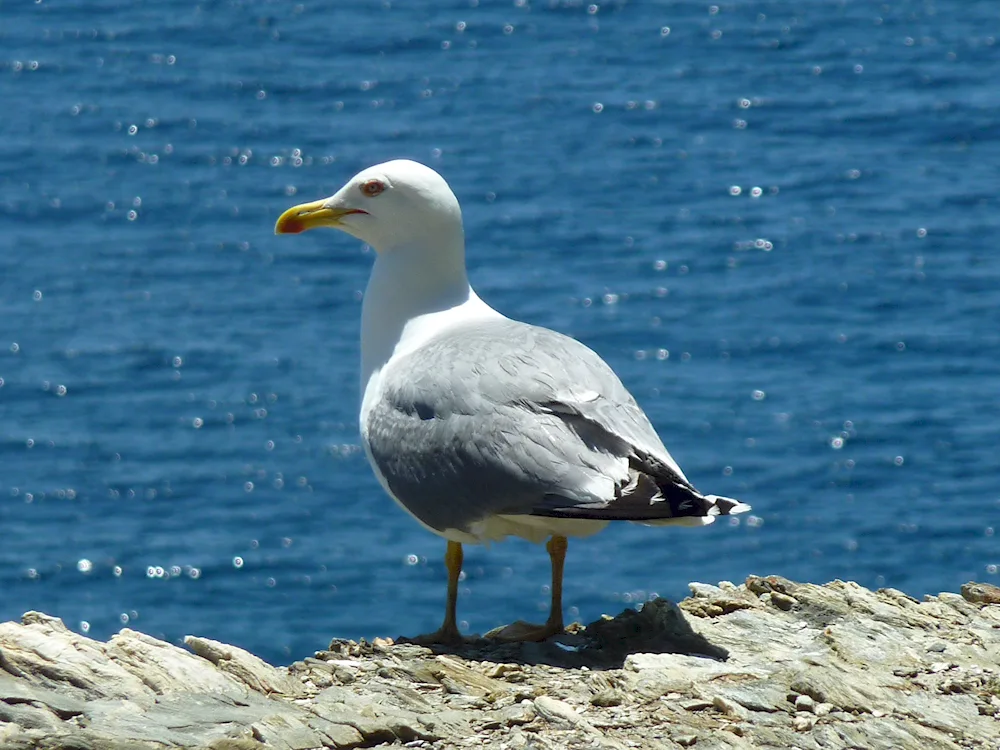 Albatross Crimea bird