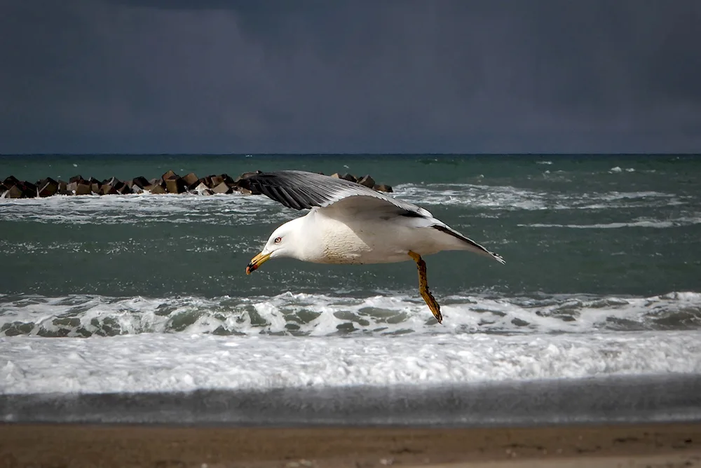 Sea Gull Utes Crimea