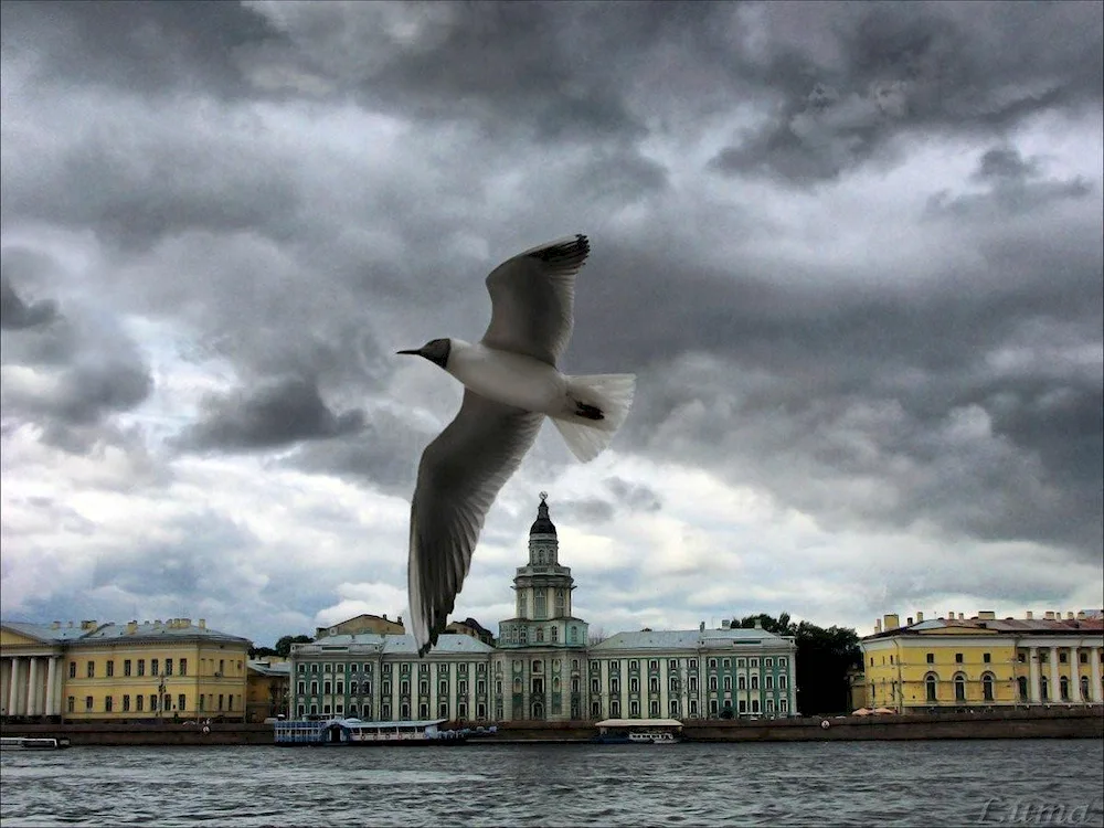 Albatrosses in St. Petersburg