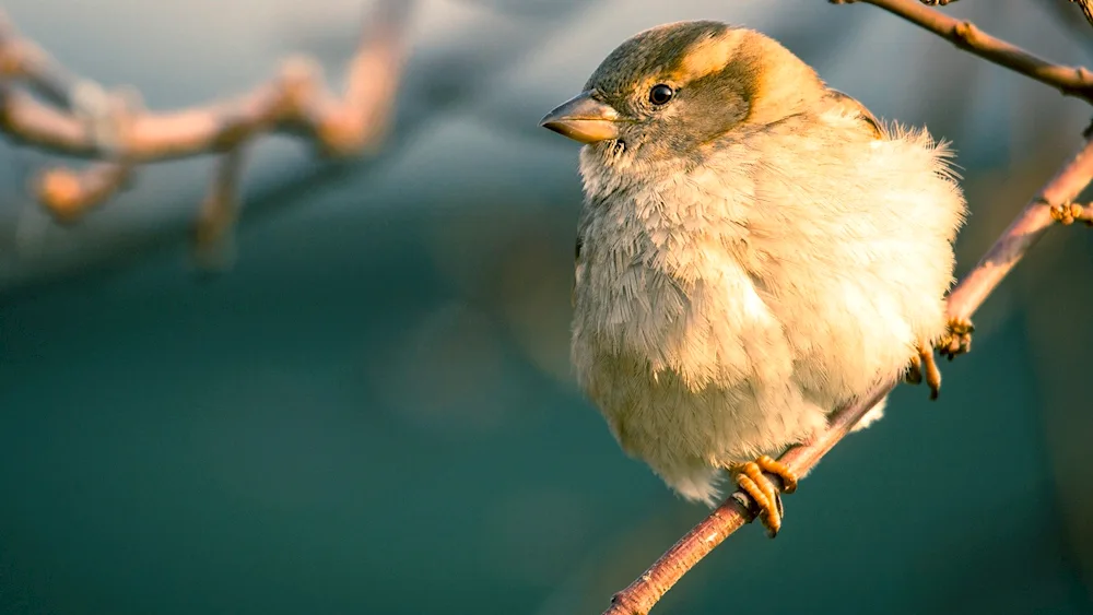 Alexandra's Sparrow photo