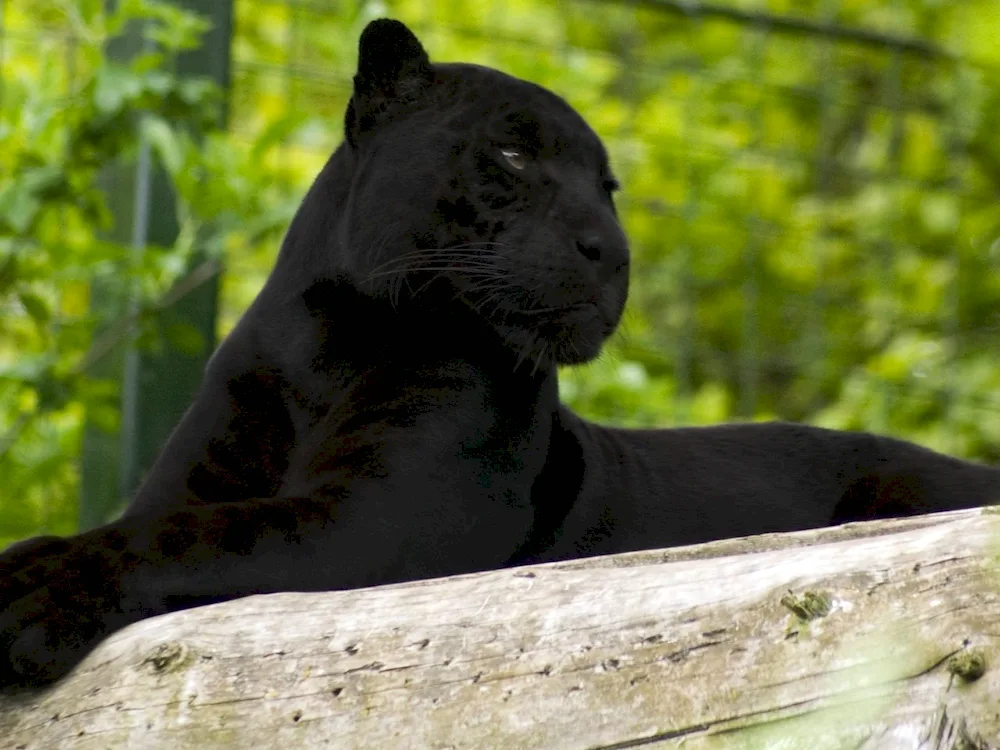 Panther