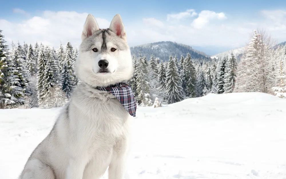 Alaskan husky