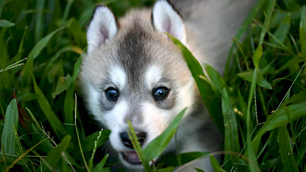 Siberian husky