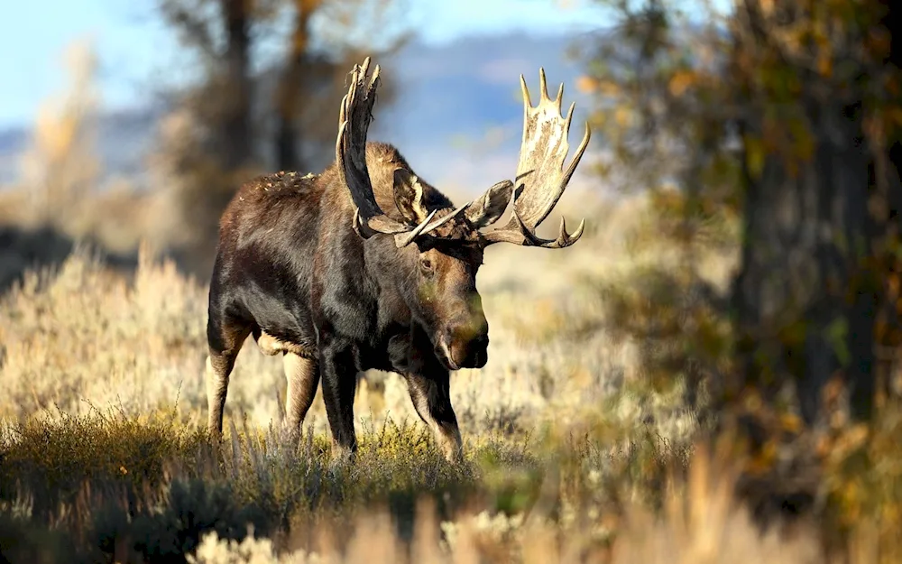 Alaskan Elk