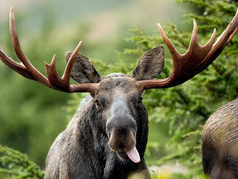 European Elk