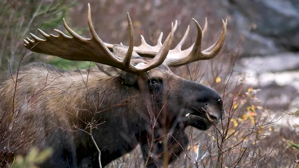 Ilmensky Reserve Elk