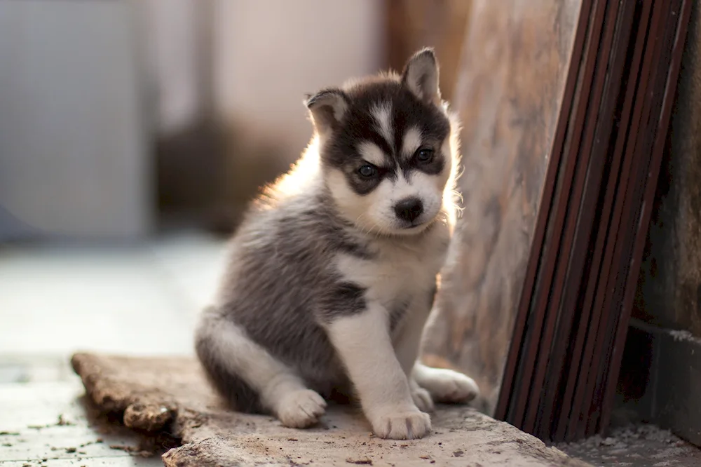 Eskimo husky