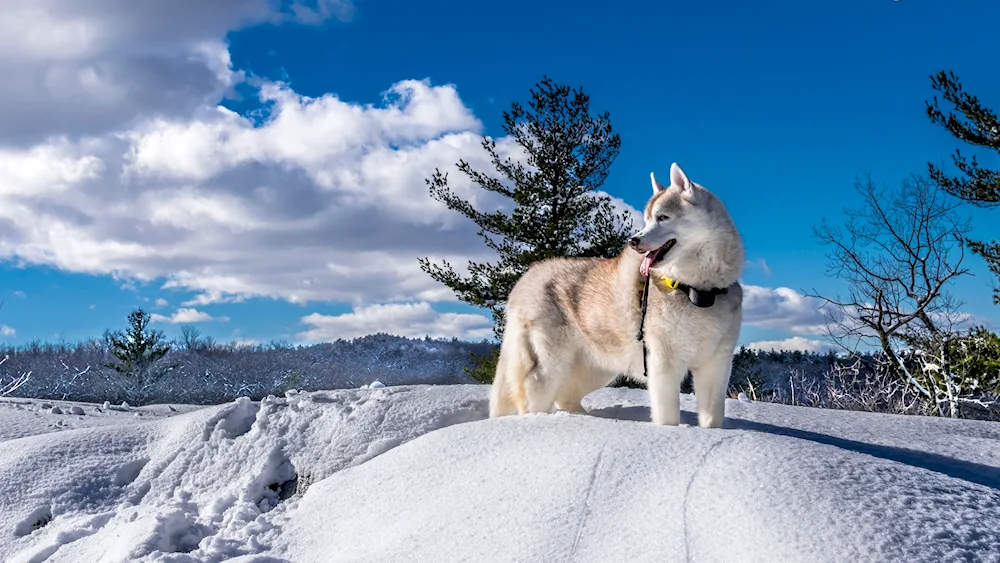 Alaskan malamute