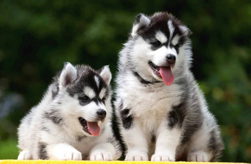 Siberian Husky