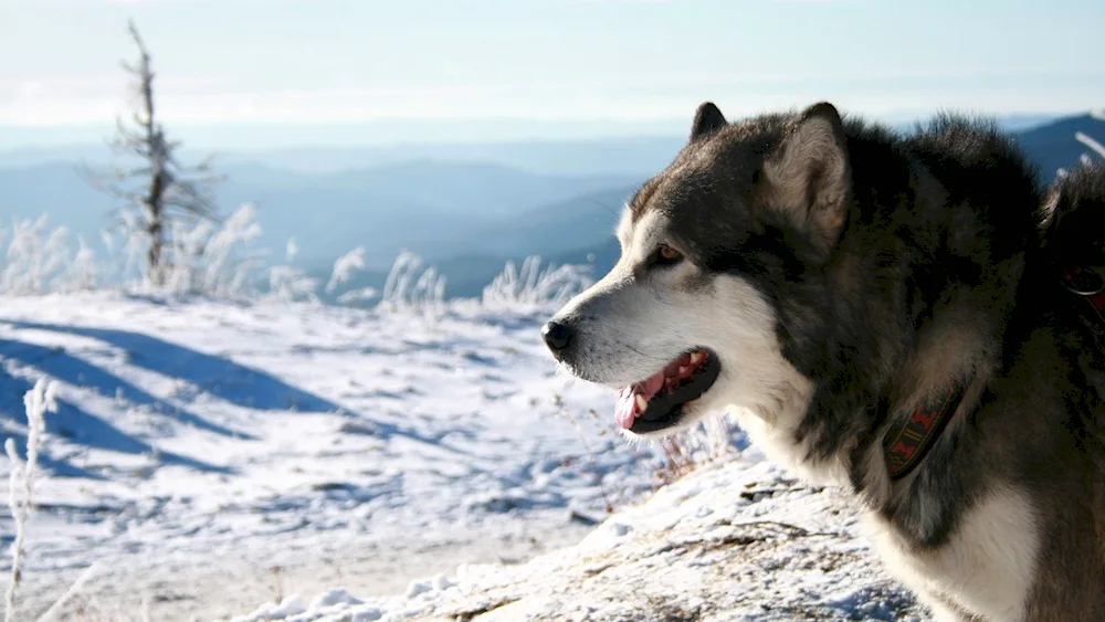 Siberian Husky