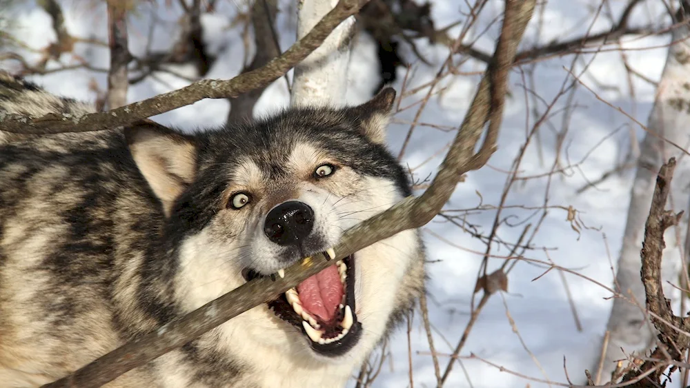 Alaskan malamute