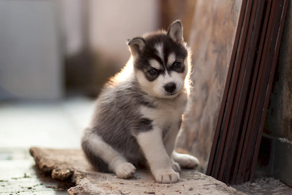 Alaskan Malamute