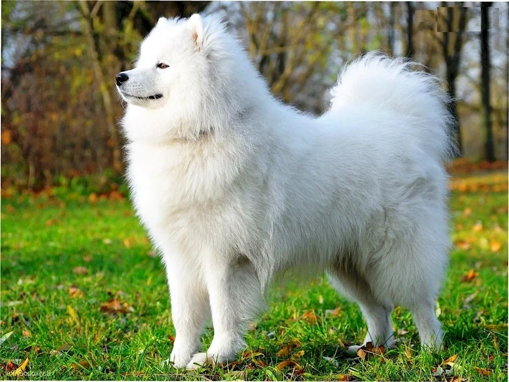 Samoyed dog breed