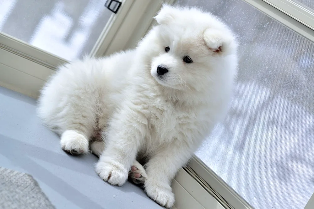 Paw Polar Bear