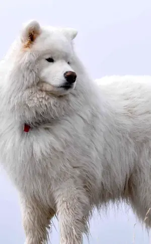 Alaskan Samoyed