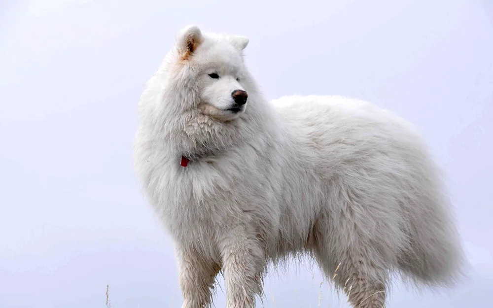 Alaskan Samoyed