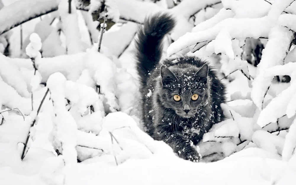 Cat in the snow