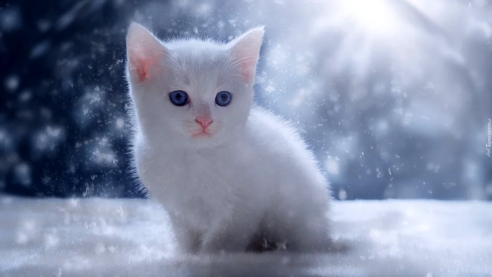 White kitten