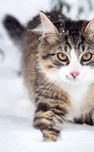 Alaskan Snow Cat