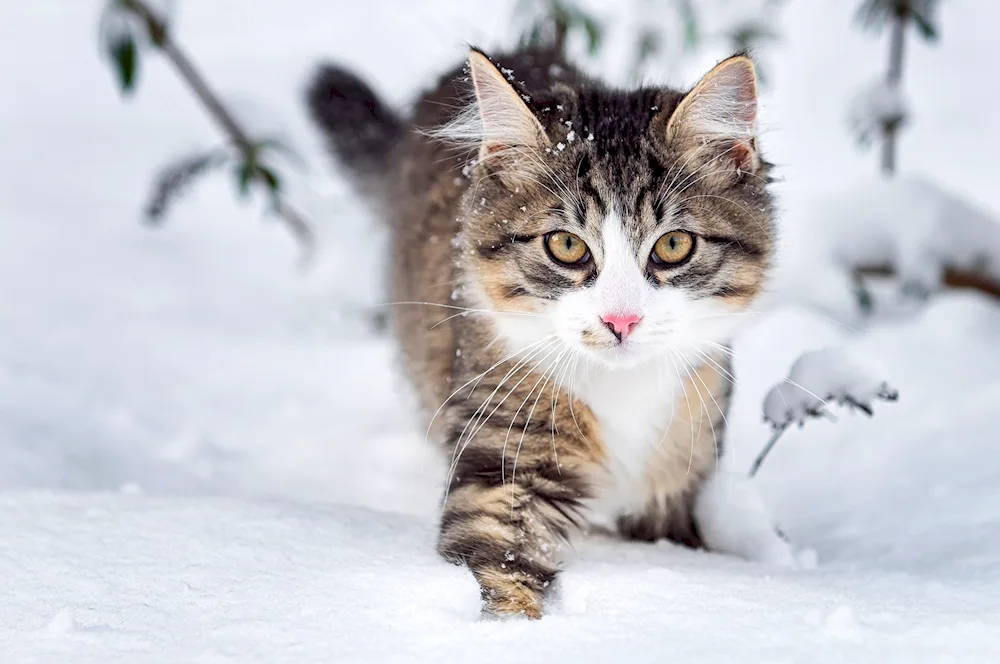 Alaskan Snow Cat