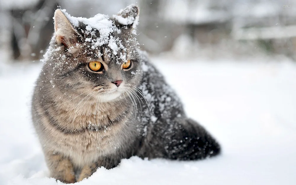 Alaskan Snow Cat