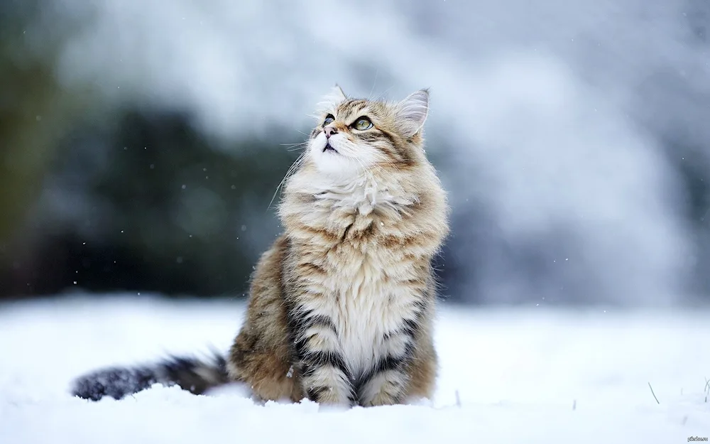 Alaskan Snow Cat