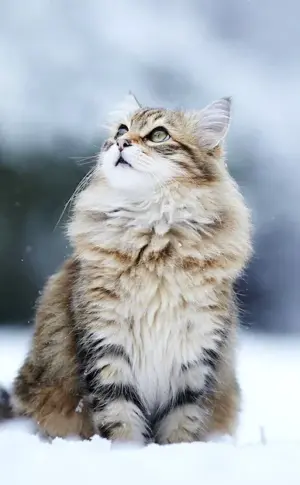 Alaskan Snow Cat