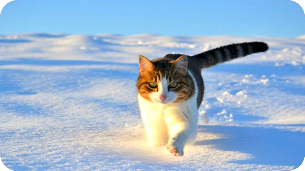 Winter cat