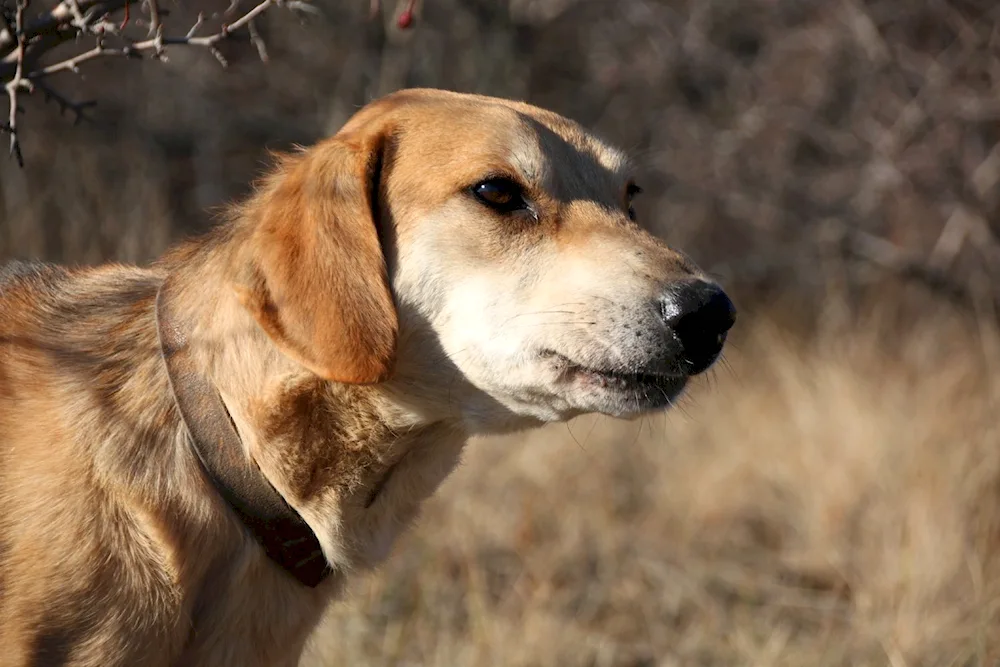 Alikre Dune Hound