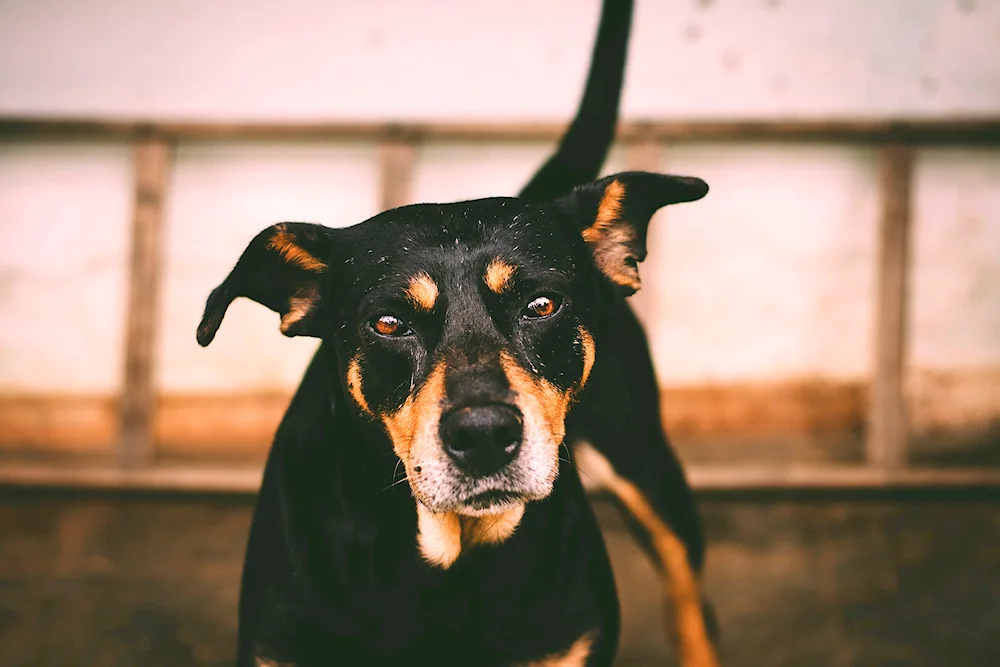 Rottweiler fighting