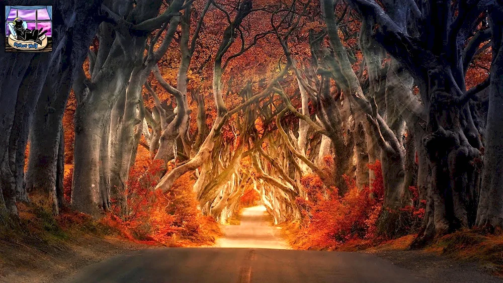 Dark Hedges Alley