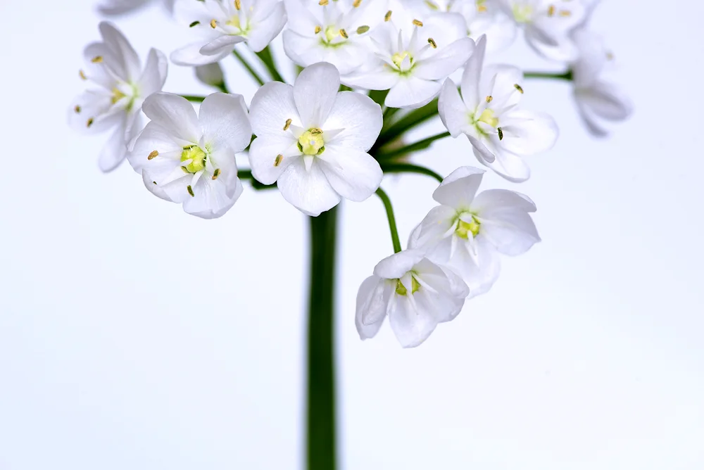 Allium flower white