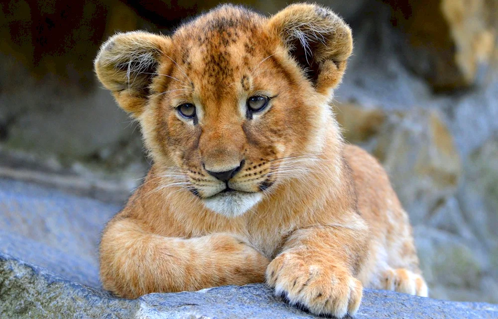 Little lion cub