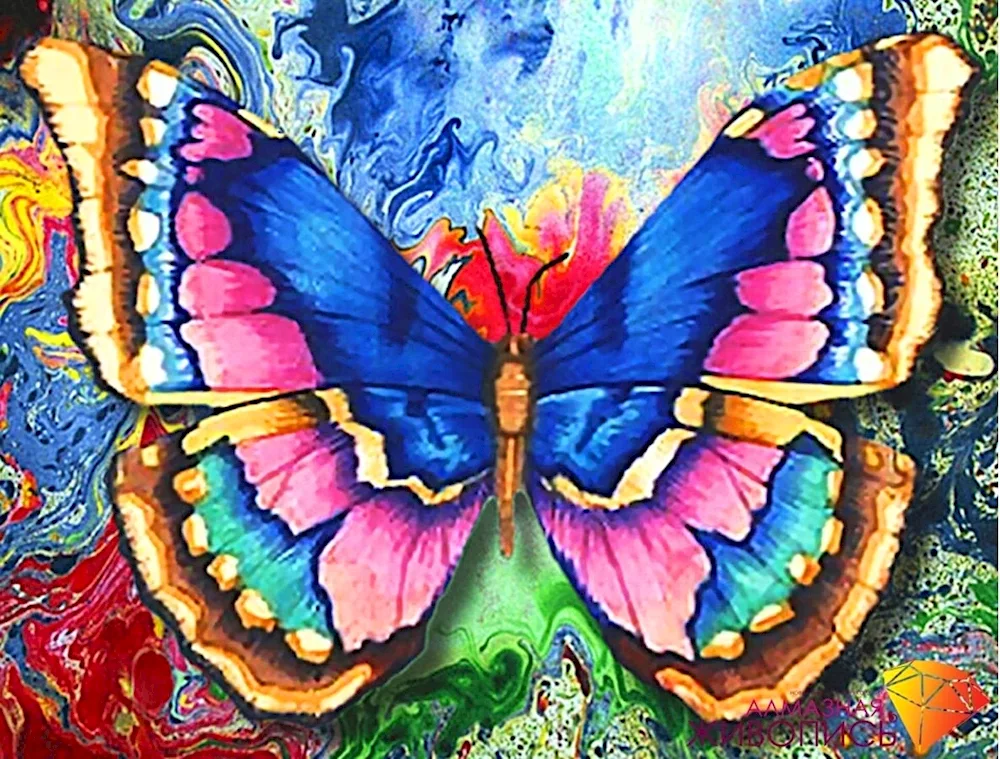 Irisque butterflies