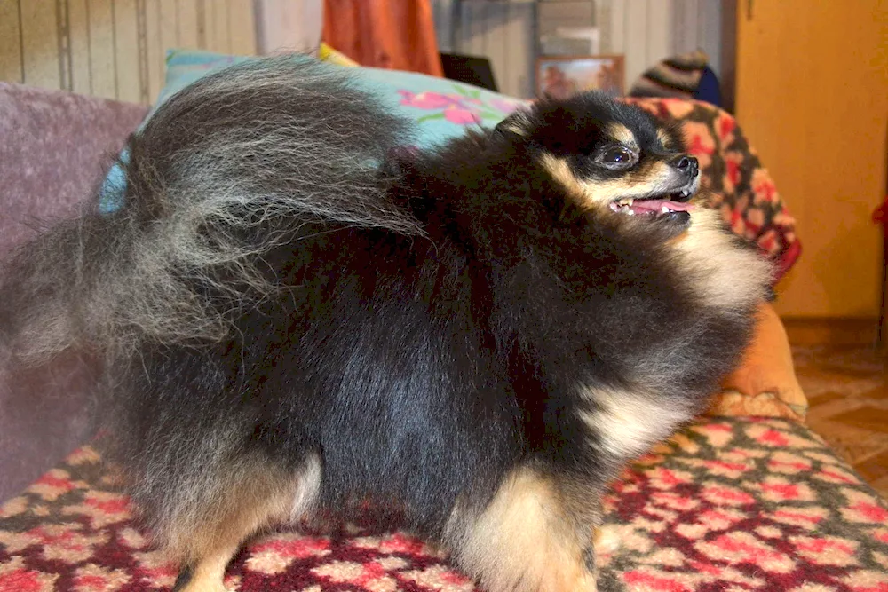 Dog breeds of Spitz