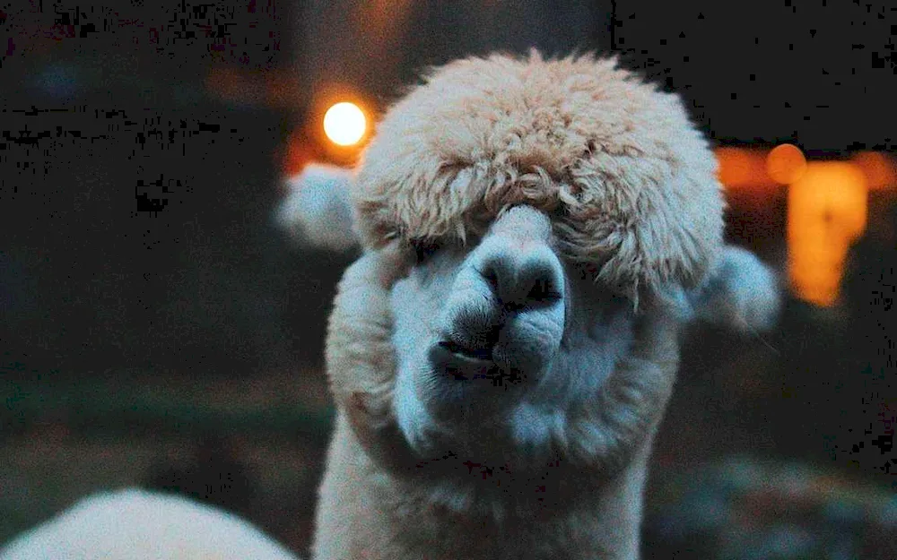 Alpaca