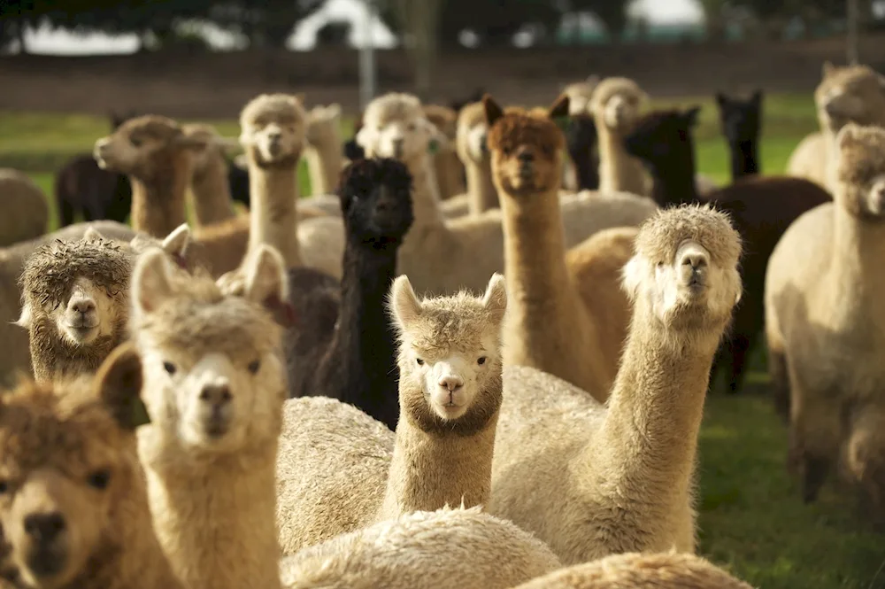 Alpaca 4k