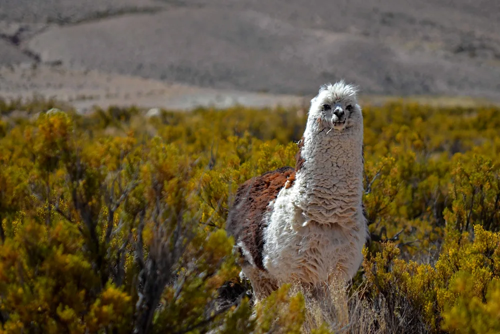 Alpaca mountain Altai