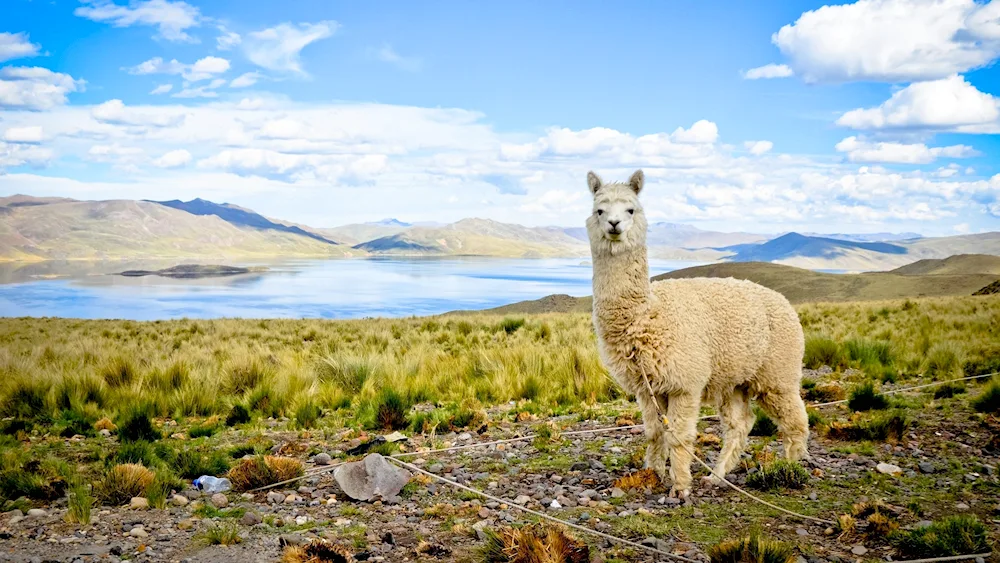 Alpaca of South America