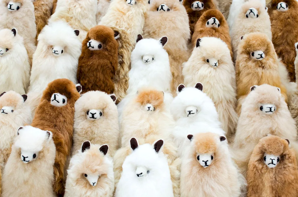 Alpaca fluffy