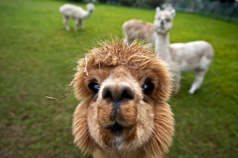 Alpaca laughing