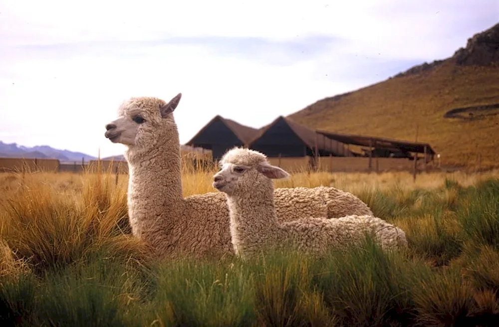 Alpaca species of llama