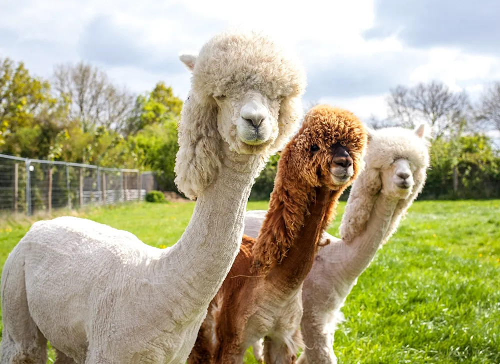 Alpaca vicuña llama