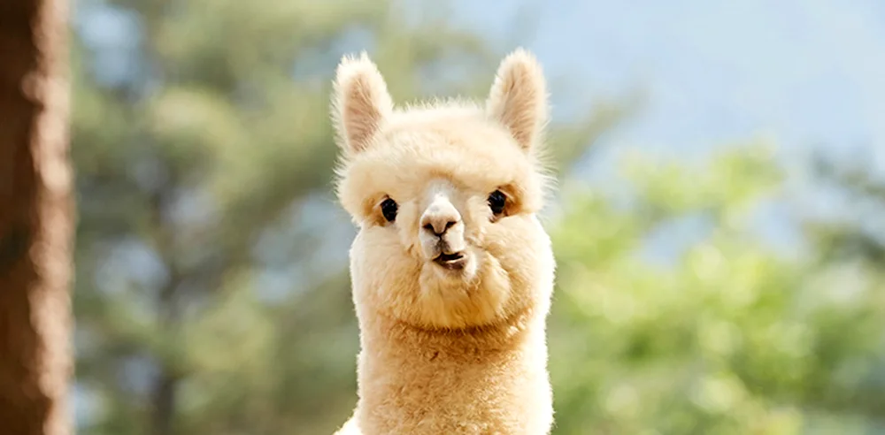 Alpaca Josephine