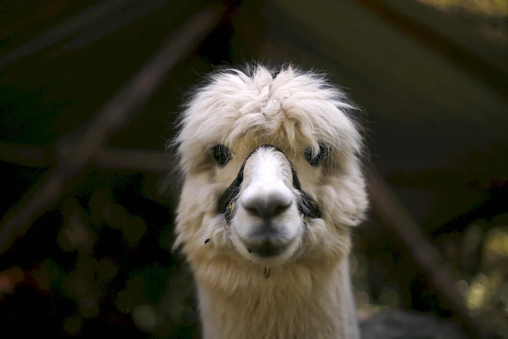 Alpaca