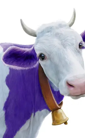 Alpine cow Milka