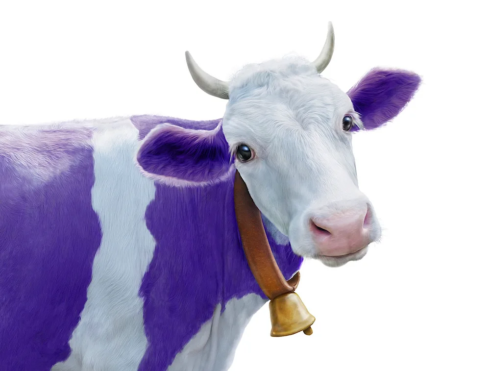 Alpine cow Milka