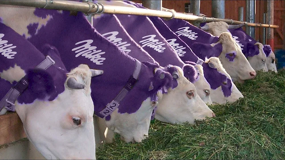 Alpine cow Milka